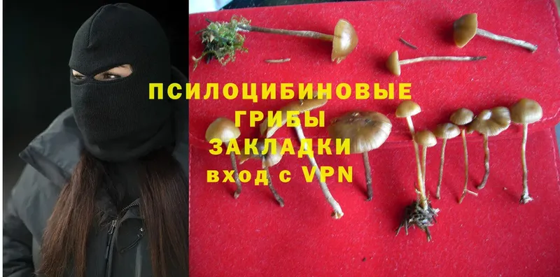 Псилоцибиновые грибы Cubensis  Рассказово 